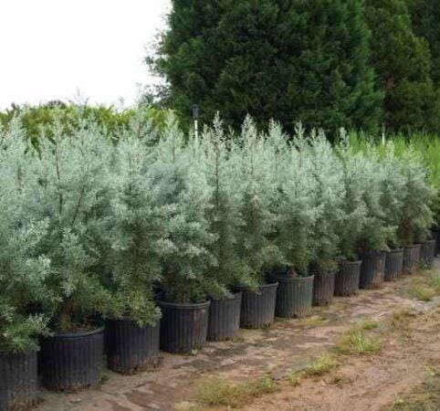 تولید و فروش نهال پیوندی و غیر پیوندی اصلاح شده بهمن پور در قزوین